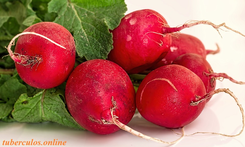 BENEFICIOS DE LOS RABANOS, PROPIEDADES DE LOS RABANOS TUBERCULOSOS