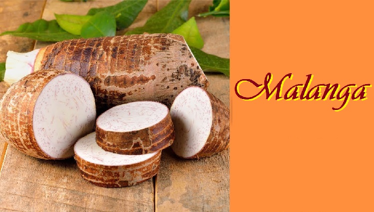 malanga taro planta coco lila