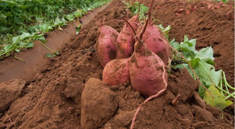 La batata, camote o boniato, es uno de los vegetales más nutritivos de la naturaleza. Conoce de forma rápida y amena qué es la batata, cuales son sus características, propiedades, tipos, beneficios, formas de preparación, origen y otros datos de interés.