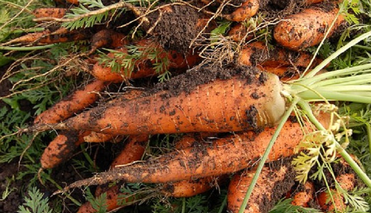 beneficios de la sanahoria, por que comer sanahorias, efectos secundarios de comer zanaorias